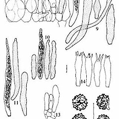 Russula pleurogena