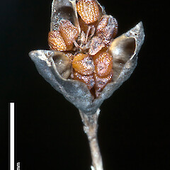 Libertia flaccidifolia