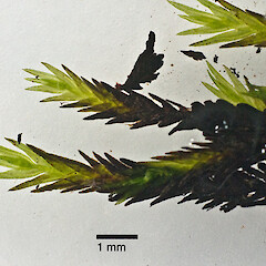 Fissidens rigidulus var. pseudostrictus
