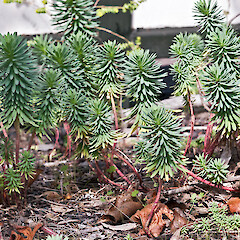 Euphorbia pinea