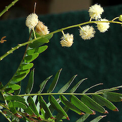 Acacia schinoides