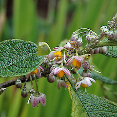 Solanum maturecalvans