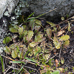 Leptinella traillii subsp. pulchella