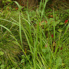 Lachnagrostis pilosa subsp. nubifera