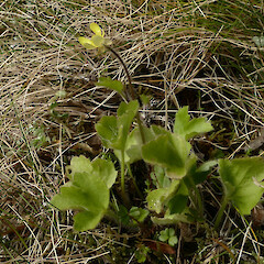 Ranunculus altus