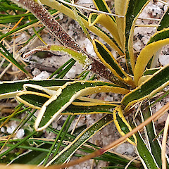 Celmisia hieraciifolia var. gracilis