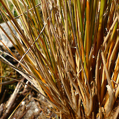 Chionochloa pallens subsp. pilosa