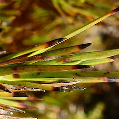 Dracophyllum pearsonii