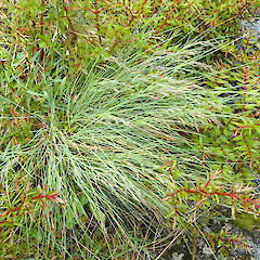 Festuca matthewsii subsp. matthewsii