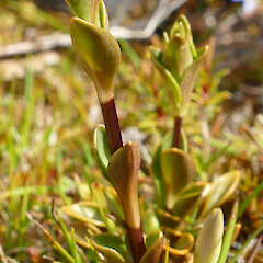 Gentianella montana subsp. montana var. stolonifera