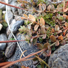 Epilobium atriplicifolium