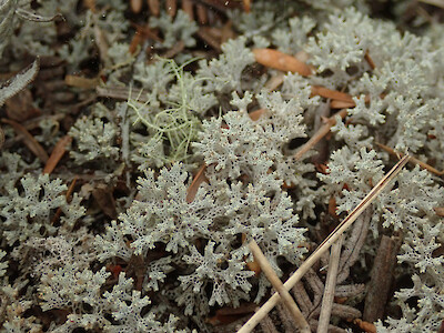 Pulchrocladia retipora • New Zealand Plant Conservation Network