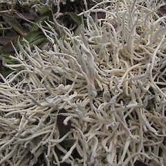 Thamnolia vermicularis var. vermicularis