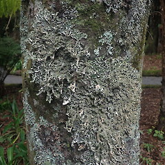 Pseudocyphellaria chloroleuca