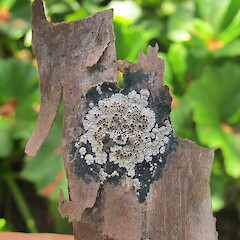 Degeliella rosulata