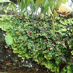 Pseudocyphellaria coriacea