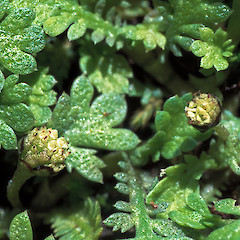 Close up of Leptinella nana leaves and capitula of a cultivated plant ex Titahi Bay. Photographer: Jeremy R. Rolfe, Date taken: 1 November 2003, Licence: CC BY.