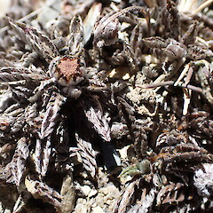 Leptinella pectinata subsp. villosa