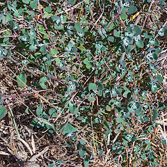 Chenopodium trigonon subsp. stellulatum