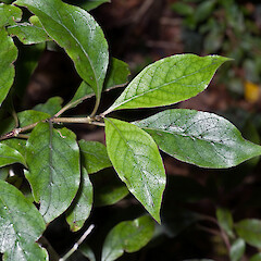 Coprosma tenuifolia