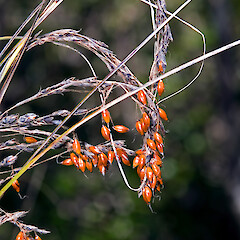 Gahnia pauciflora