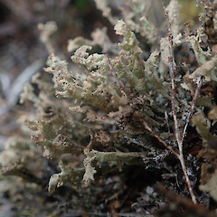Cladonia southlandica