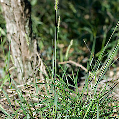 Setaria gracilis