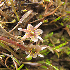 Ranunculus limosella
