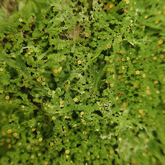 Coenogonium fruticulosum