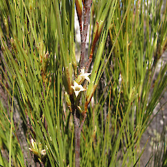 Dracophyllum acerosum