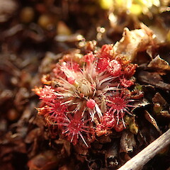 Drosera pygmaea