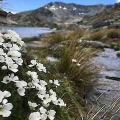 Lake Alta in the Remarkables ski area, one of the 2022 conference field trip destinations. Photo: Jo Smith