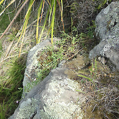 Geranium retrorsum • New Zealand Plant Conservation Network