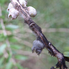 Melaleuca styphelioides