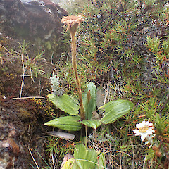 Celmisia cordatifolia var. similis