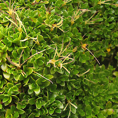 Coprosma perpusilla subsp. subantarctica
