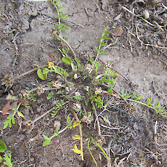 Chaerophyllum colensoi var. delicatulum