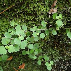 Australina pusilla subsp. pusilla
