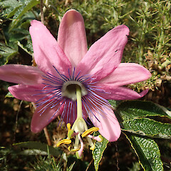 Passiflora pinnatistipula