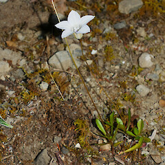 Wahlenbergia albomarginata subsp. laxa