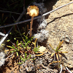 Leptinella pyrethrifolia var. linearifolia