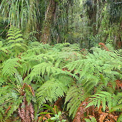 Dicksonia lanata subsp. hispida