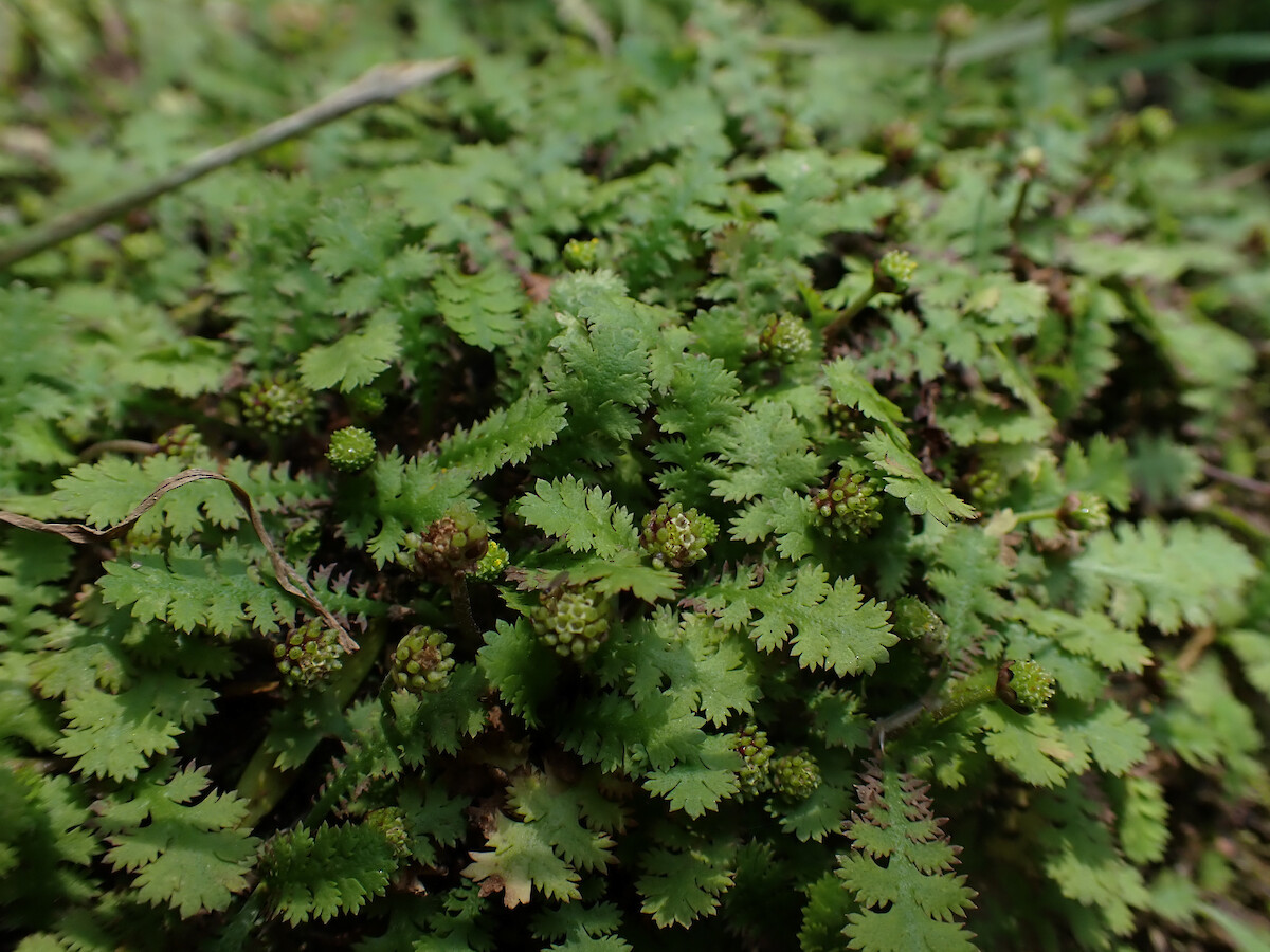 Leptinella squalida New Zealand Brass Buttons for Sale