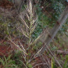 Pentapogon micranthus