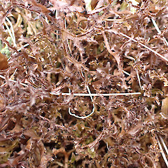 Cetraria islandica subsp. antarctica