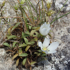 Gentianella calcis subsp. taiko